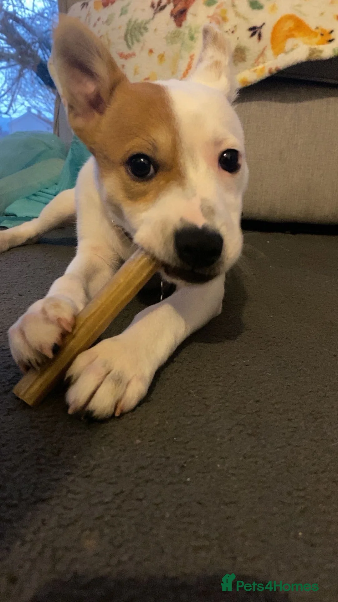 Mixed Breed dogs for sale: Jackstaff in Glossop - Advert 1