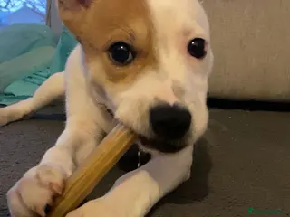 Mixed Breed dogs Jackstaff - Advert 1