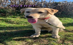 Labradoodle dogs for sale: Red/Apricot Health Tested Miniature Labradoodles - Image 11