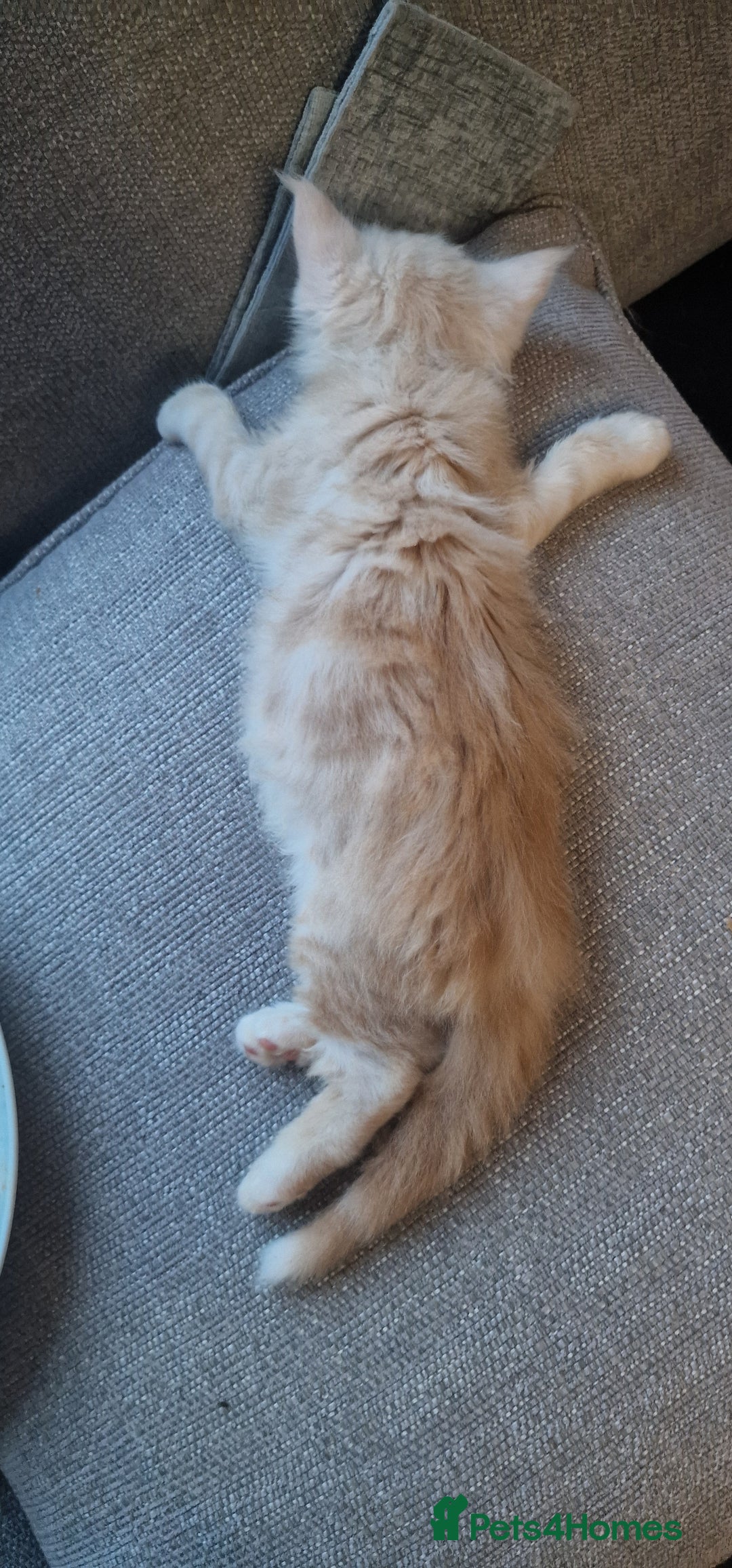 Maine Coon cats for sale: 2 Stunning Cream Pedigree Mainecoons Available  - Image 12