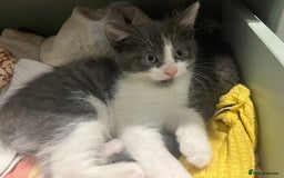 Mixed Breed cats for sale: Female Russian blue and British shorthair mix  - Image 11