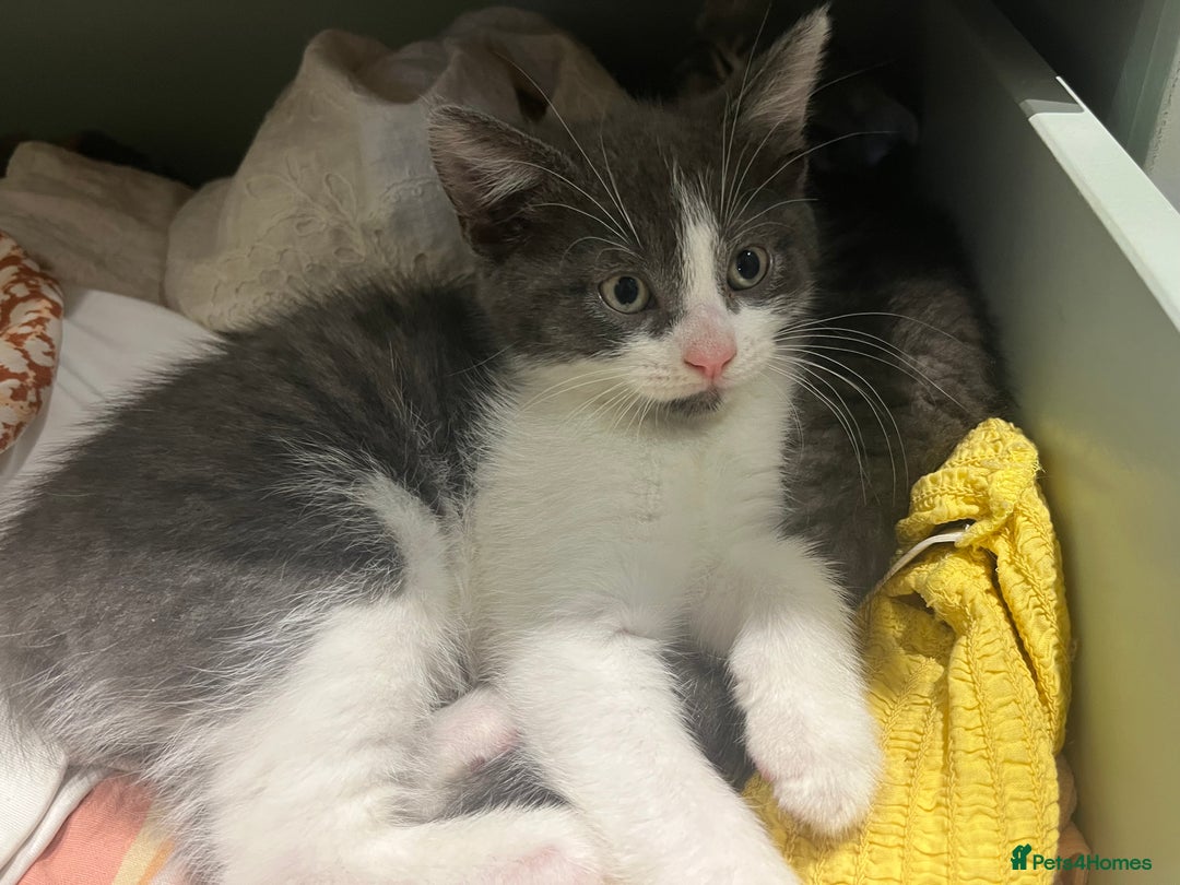 Mixed Breed cats for sale: Female Russian blue and British shorthair mix  - Image 11