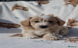 Maltipoo dogs for sale: Beautiful Maltipoo Babies - Image 2