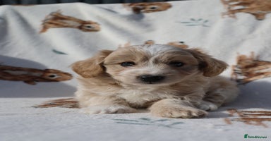 Maltipoo dogs - Advert 8