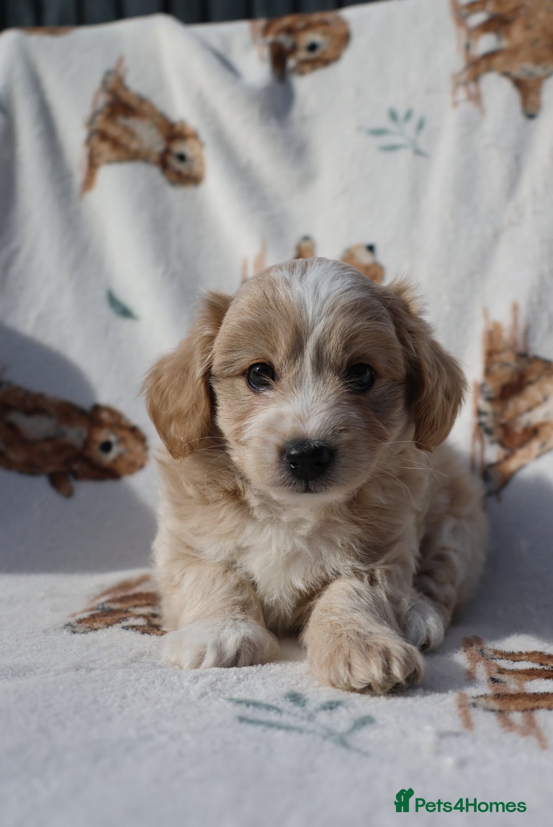 Maltipoo dogs for sale: Beautiful Maltipoo Babies - Image 2