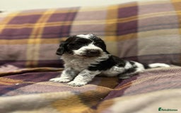 Cockapoo dogs for sale: Quality F1 Cockapoo pups - Advert 4