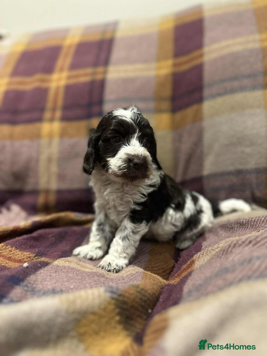Cockapoo dogs for sale: Quality F1 Cockapoo pups - Advert 4