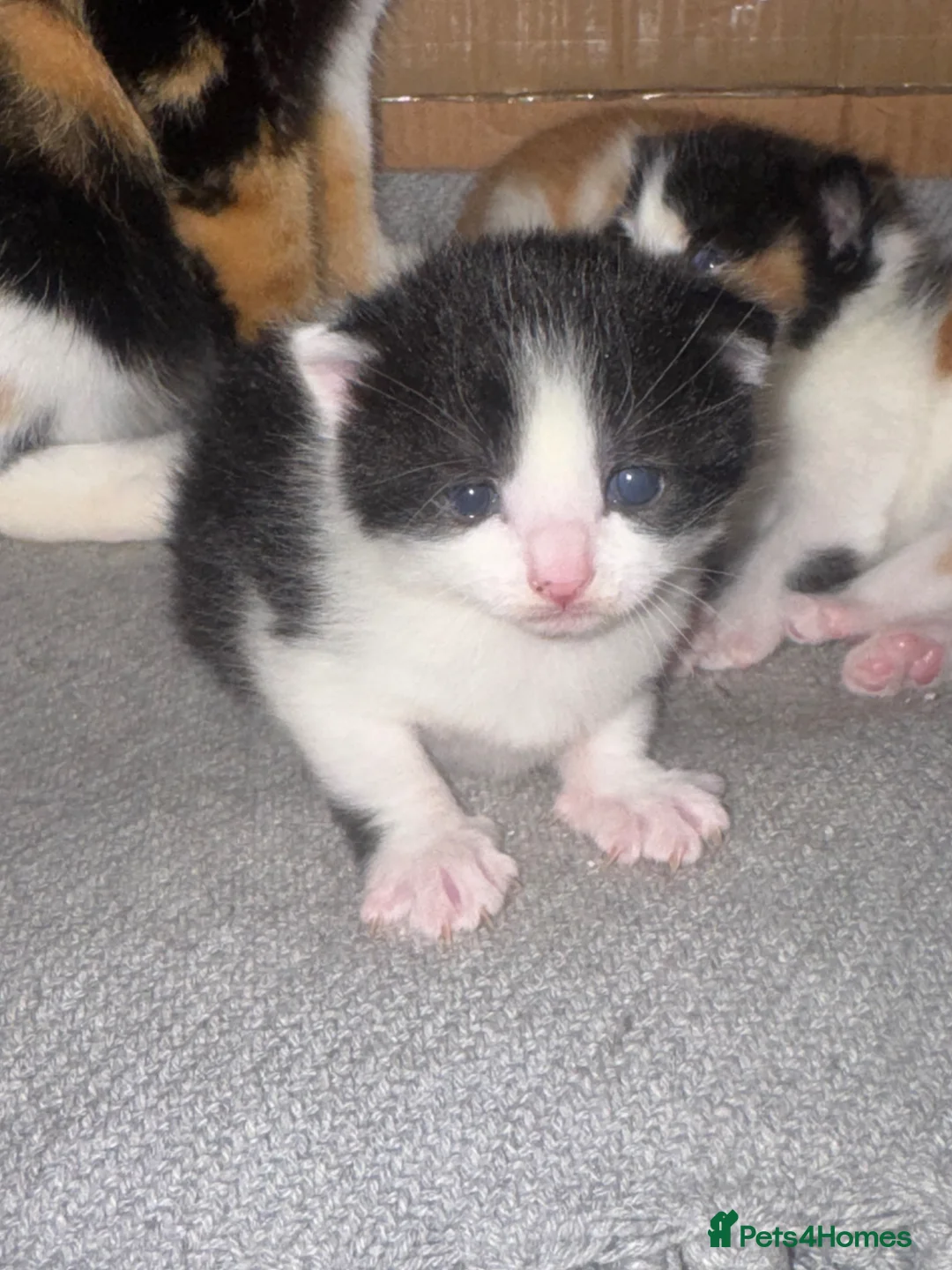 Mixed Breed cats for sale: Kittens for sale  in Wolverhampton - Advert 2