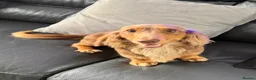 Miniature Dachshund dogs for sale: Longhaired Miniature Dachshund  - Advert 1