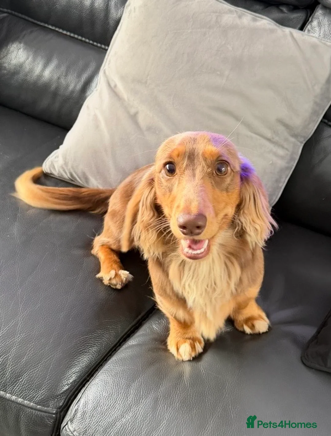 Miniature Dachshund dogs for sale: Longhaired Miniature Dachshund  - Advert 1