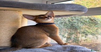 Abyssinian cats GCCF registered beautiful Abyssinian kittens  - Advert 1