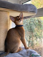 Abyssinian cats GCCF registered beautiful Abyssinian kittens - Advert 1