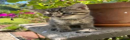 Maine Coon cats for sale: Beautiful Maine Coon X kittens  CUTIES!  - Advert 3