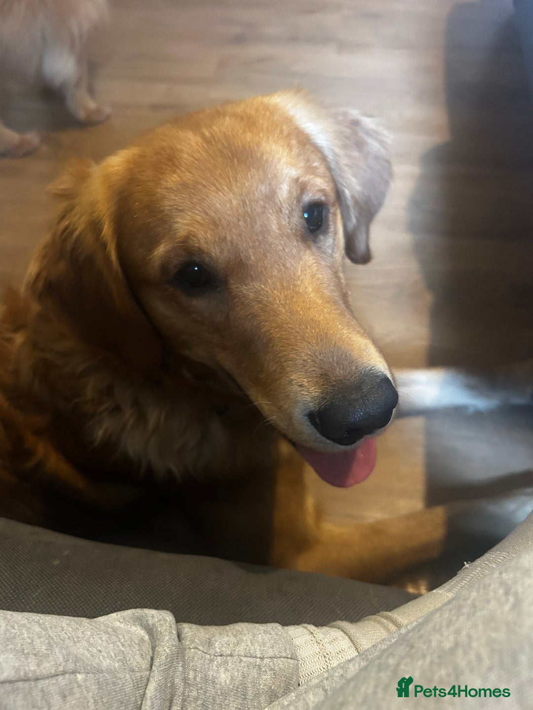 Golden Retriever dogs for sale: Trained Golden Retriever for sale  - Image 2