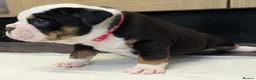 Olde English Bulldogge dogs for sale: 6 Olde English Bulldog puppies in Barry - Advert 21