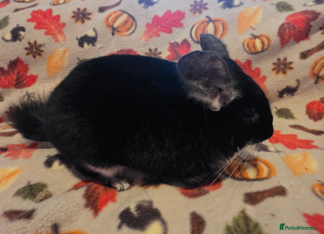 Chinchilla rodents for sale: Captain Jack Sparrow  - Image 2