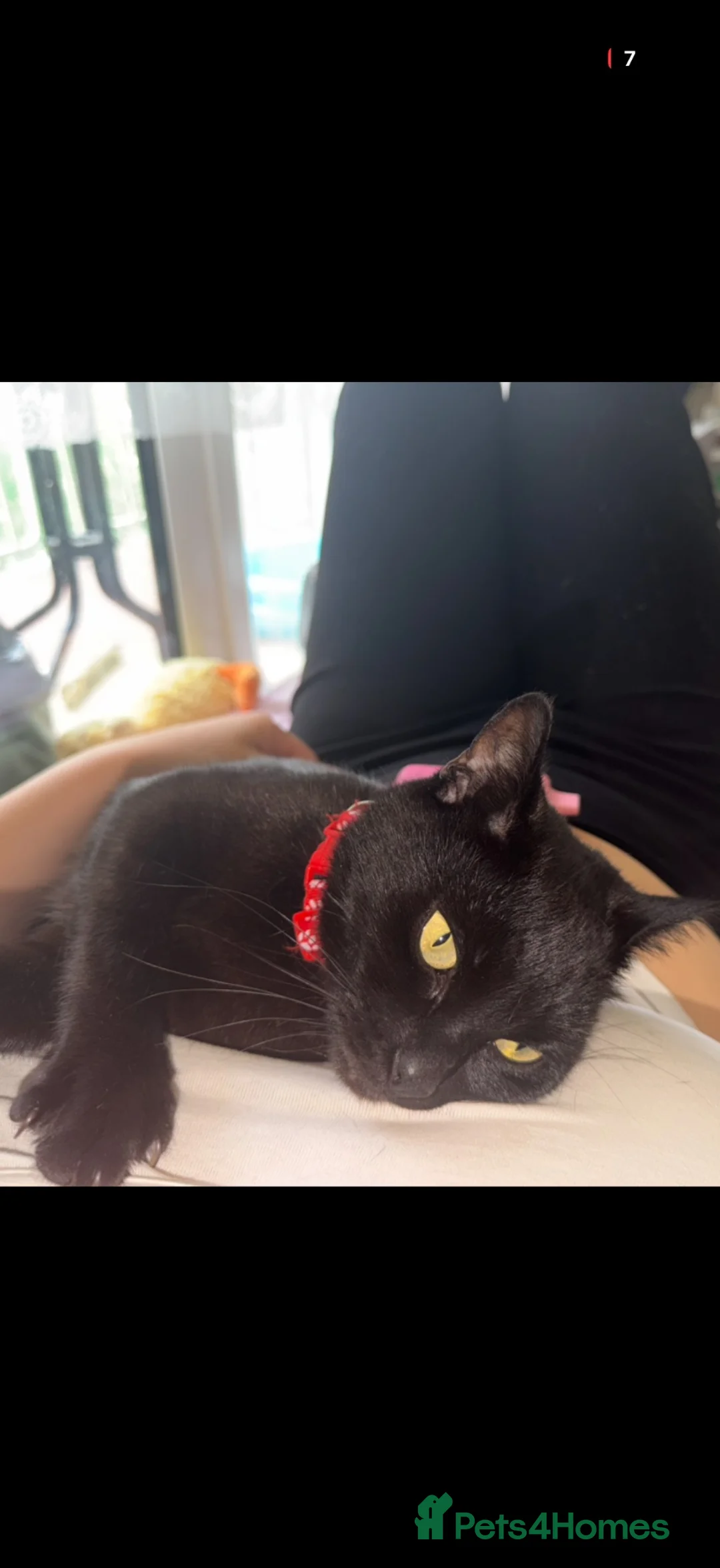 Bombay cats for sale: Dior Bombay cat in London - Advert 2