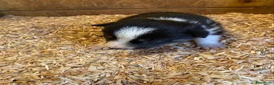 Border Collie Puppy 2