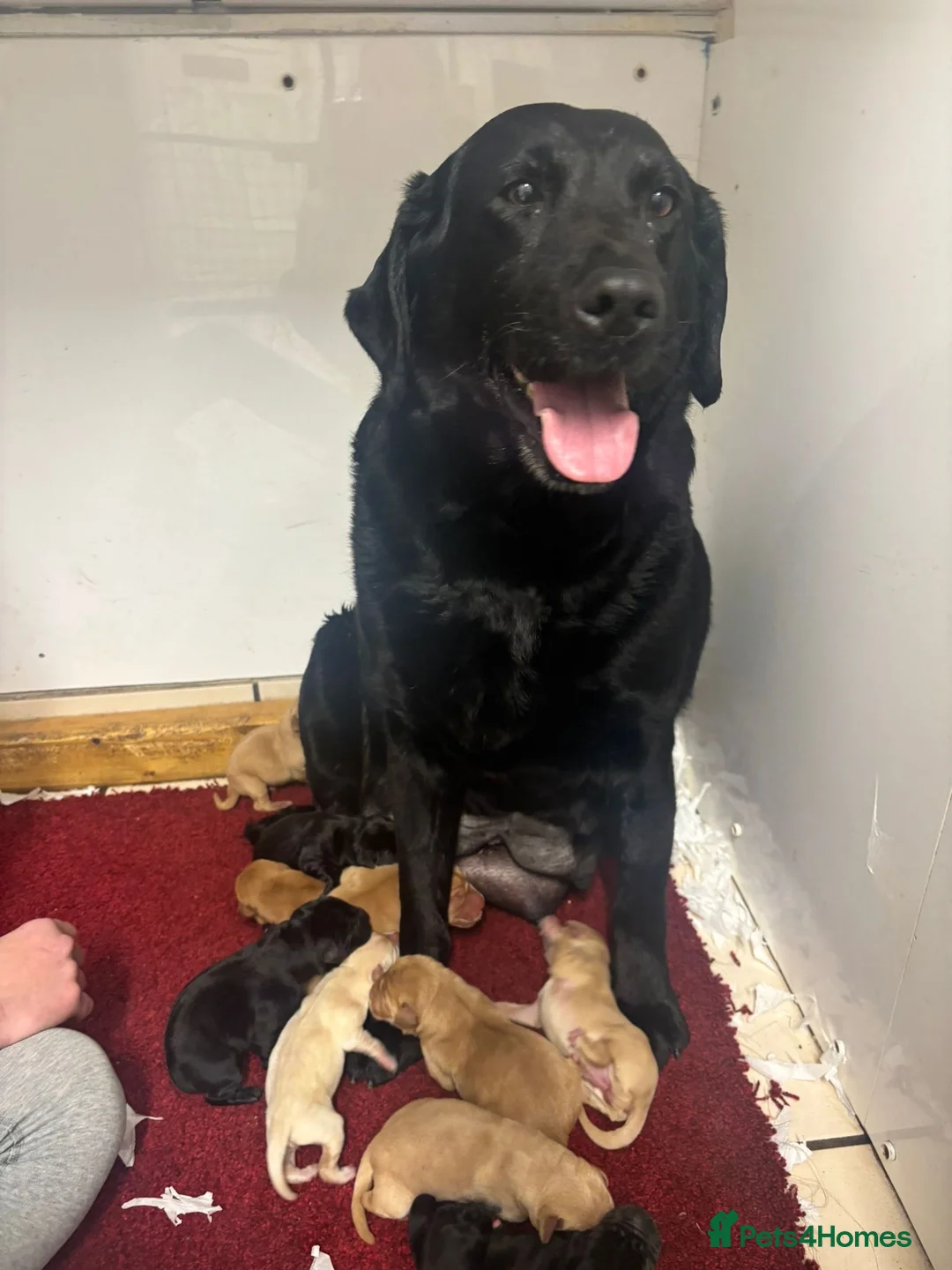 Labrador Retriever dogs for sale: Chunky Labrador Puppies in Wisbech - Advert 7