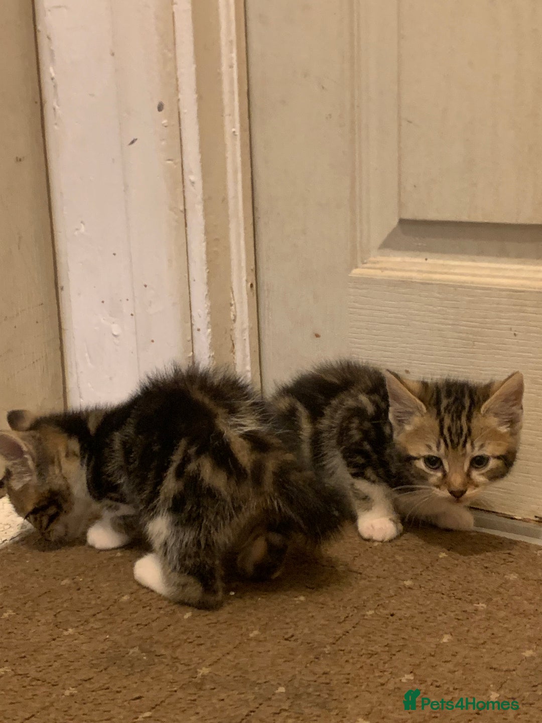 British Shorthair cats for sale: 2 boy kittens ready for there new home - Image 2