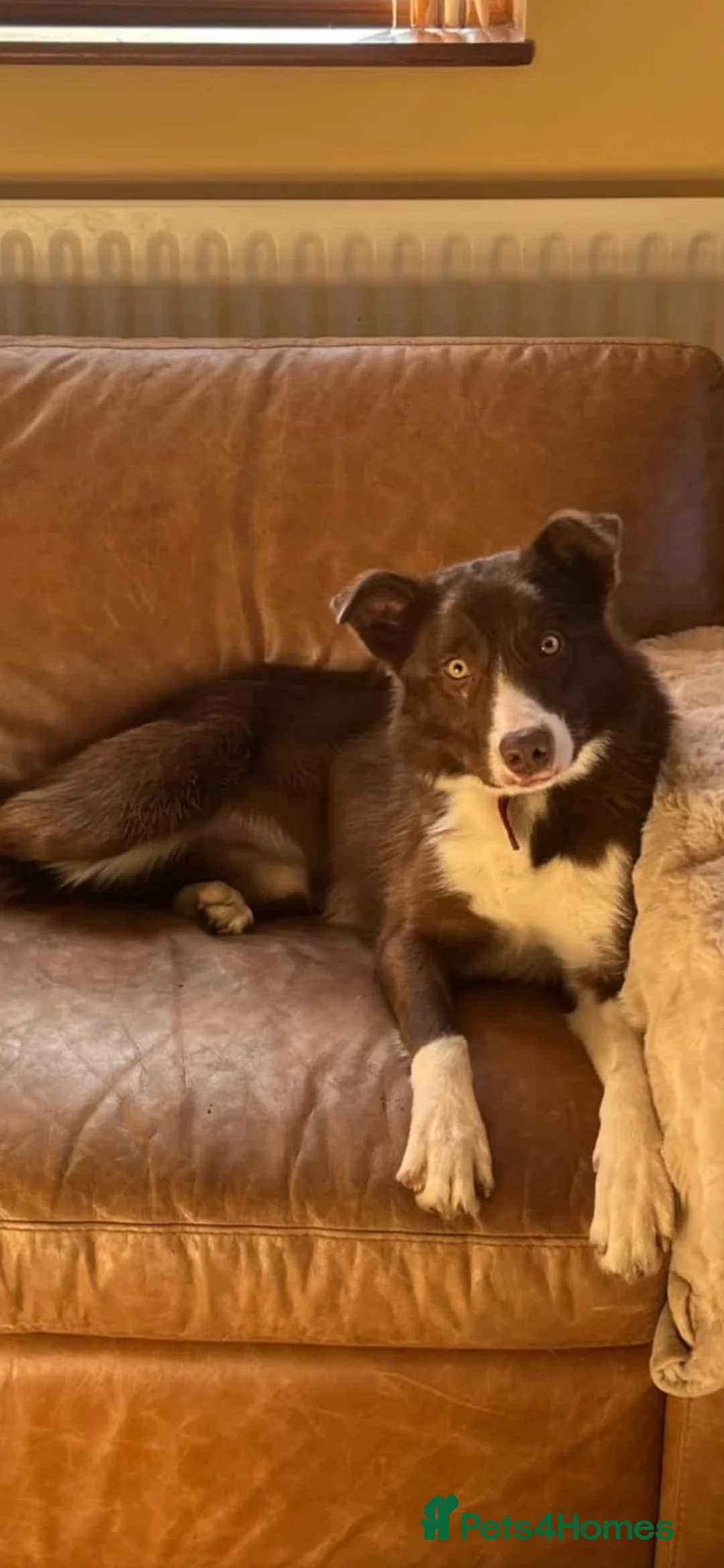 Border Collie dogs for stud: Border collie /red stud dog  in Gainsborough - Advert 1