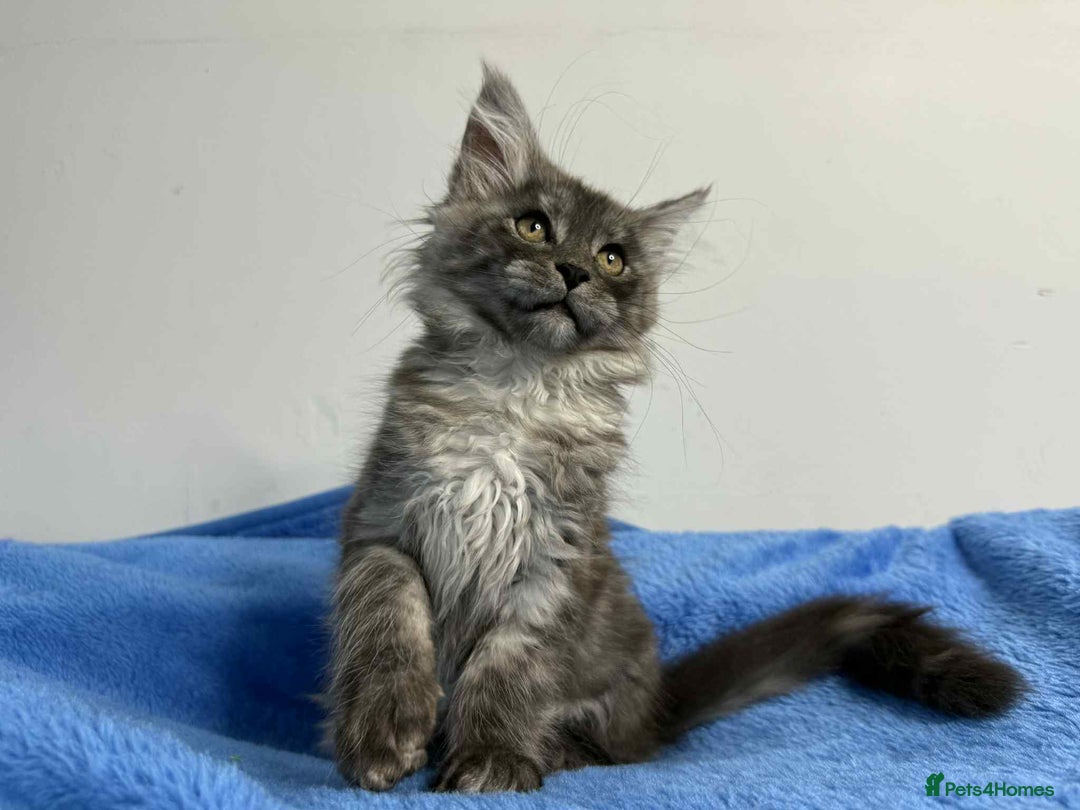 Maine Coon cats for sale: Kittens Maine Coon registered with Gccf  - Image 9