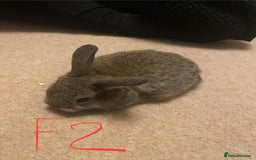 Mixed Breed rabbits for sale: Baby rabbits  - Image 5