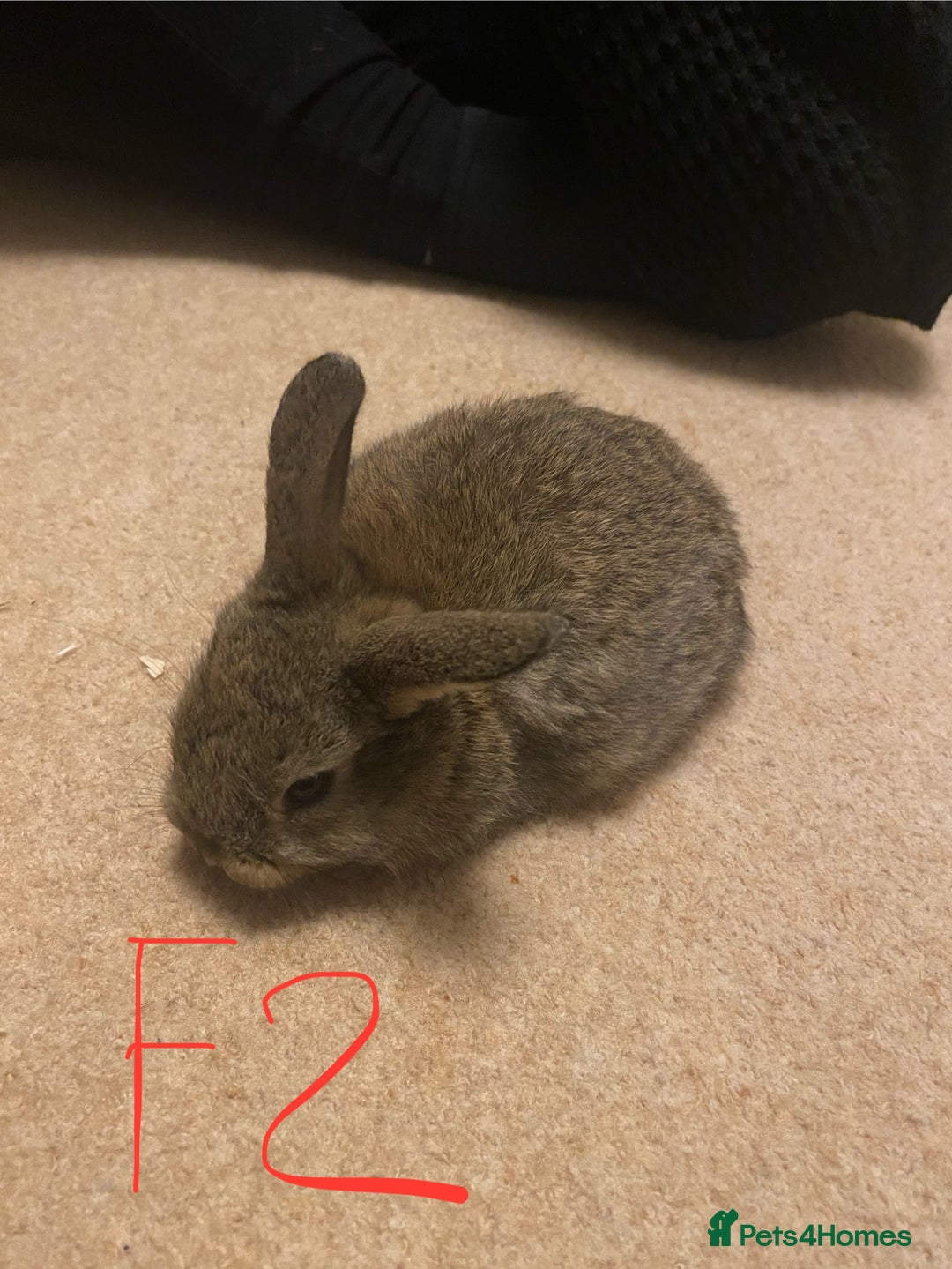 Mixed Breed rabbits for sale: Baby rabbits  - Image 5