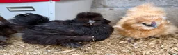 Chickens poultry for sale: Hatching Eggs🐣USA Bearded Silkies,Brahmas,Vorwerk - Advert 22