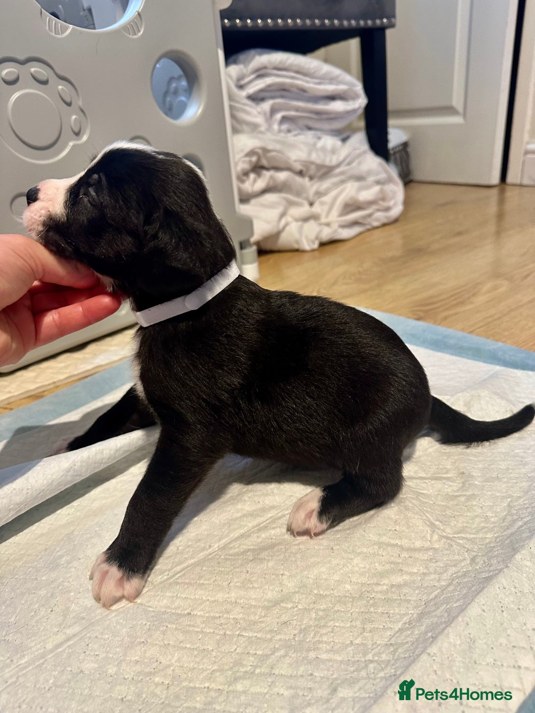 Mixed Breed dogs for sale: Lab- Cane Corso Puppies Looking for Loving Homes - Advert 29