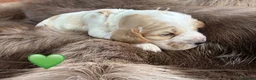 Cocker Spaniel dogs for sale: Health tested parents orange roan show type  - Advert 10