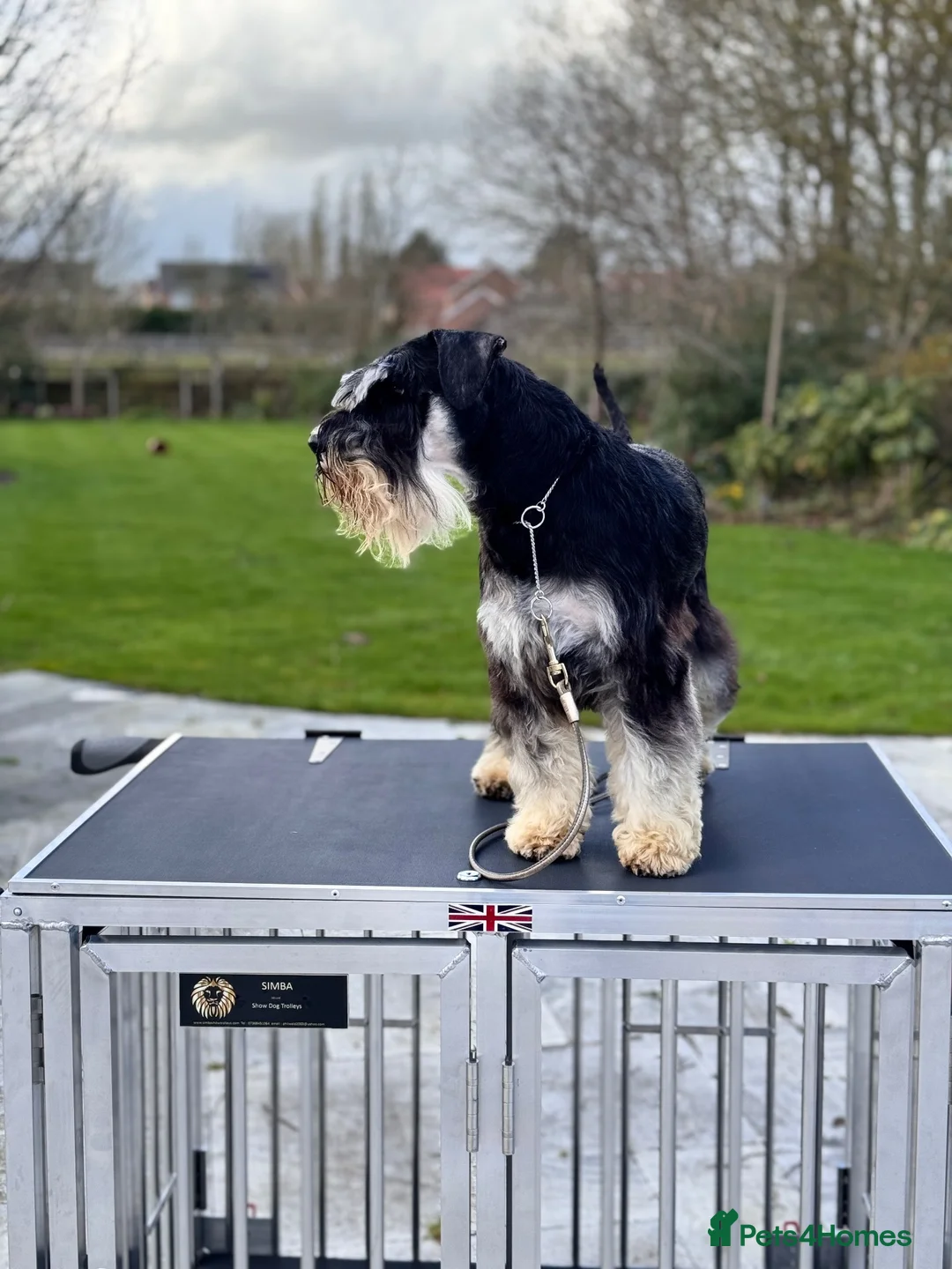 Miniature Schnauzer dogs for stud: 🏆 Crufts Placed, Stud Book Number, DNA Clear  in Cambridge - Advert 13