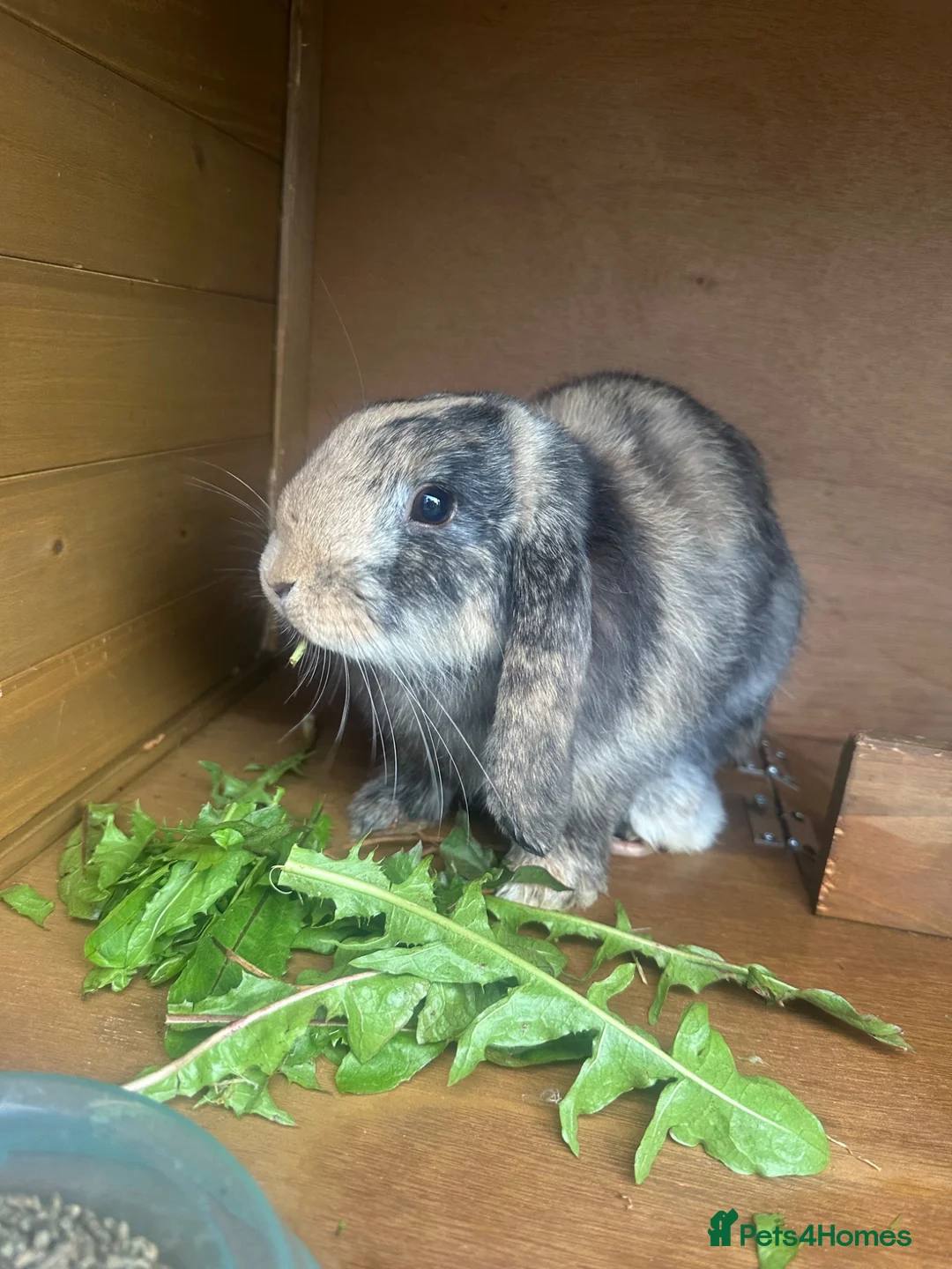Mini Lop rabbits for sale: Gorgeous Male Mini Lop  - Advert 7