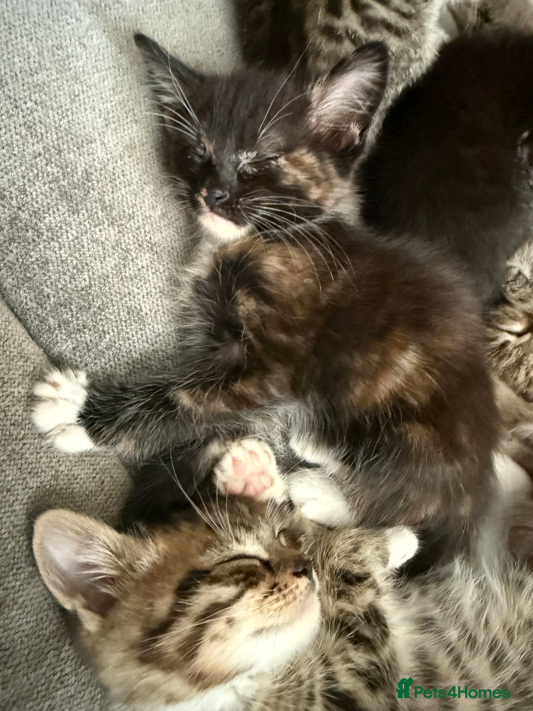 Mixed Breed cats for sale: Stunning kittens available now  - Image 27