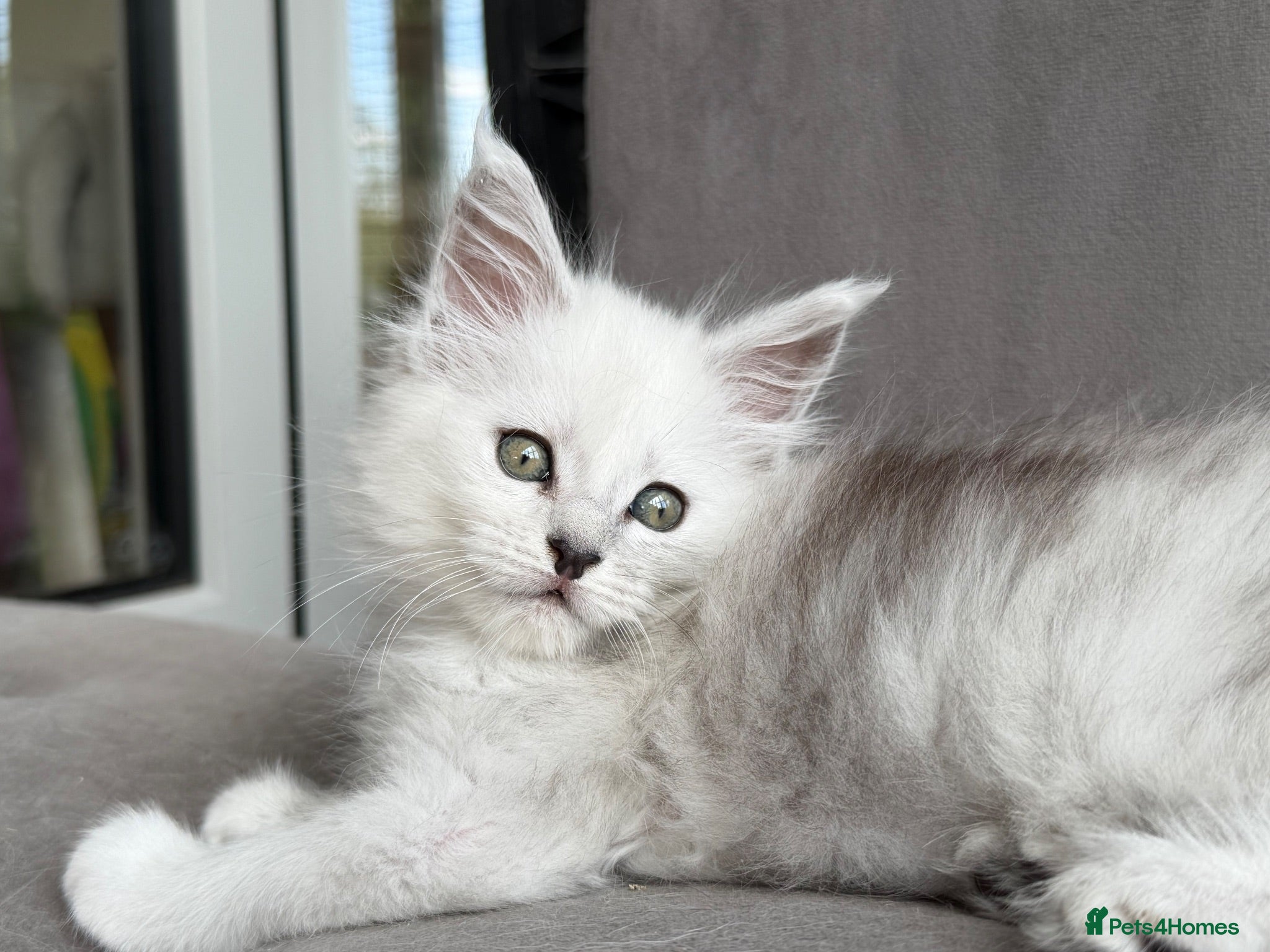 Maine Coon cats Very Beautiful shaded GCCF reg Maine coon kittens  - Advert 1