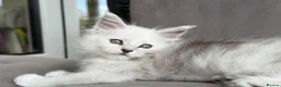 Maine Coon cats for sale: Very Beautiful shaded GCCF reg Maine coon kittens  - Advert 1
