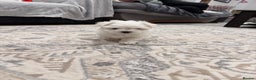 Maltese dogs for sale: Gorgeous Maltese puppies  - Advert 19