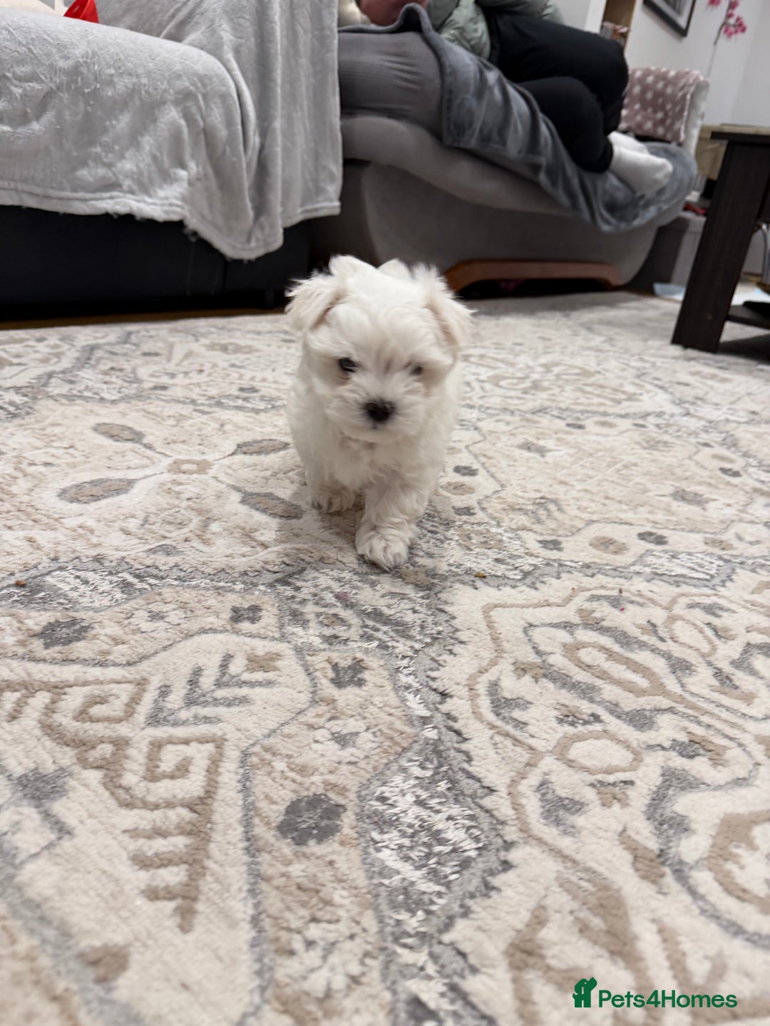 Maltese dogs for sale: Gorgeous Maltese puppies  - Advert 19