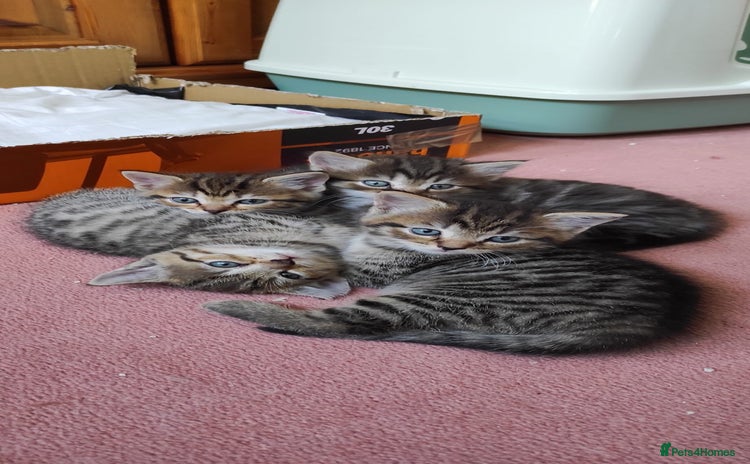 Mixed Breed cats - Advert 9
