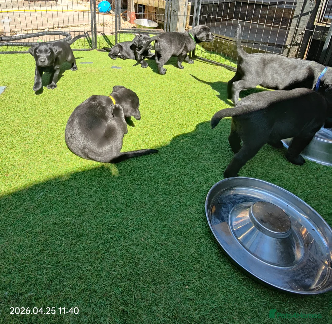 Labrador Retriever dogs for sale: Pure Bred Labrador pups, 1 Boy & 1 Girl - Advert 2