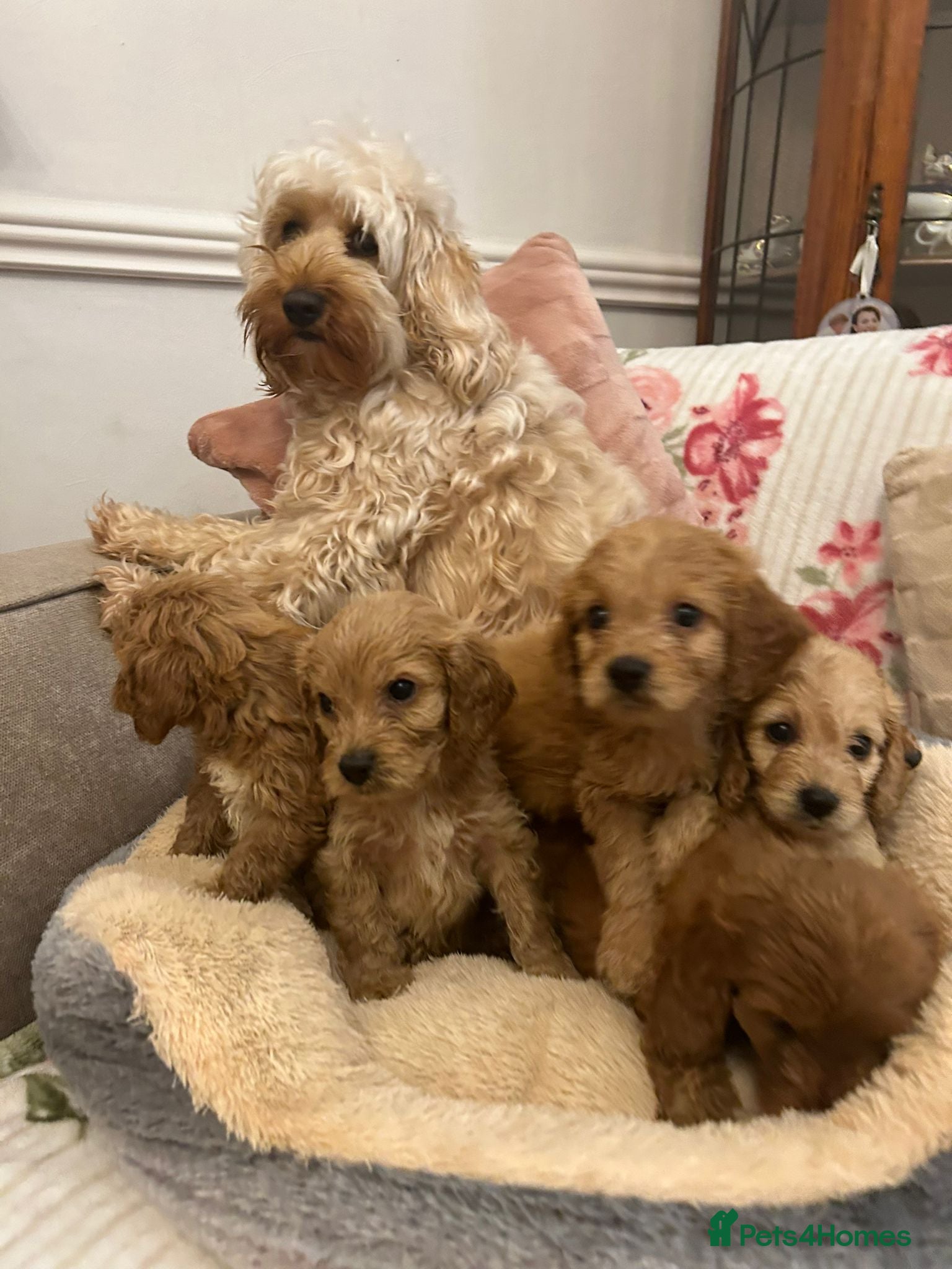 Cockapoo dogs Adorable cockapoo puppies - Advert 2