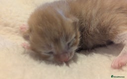 Mixed Breed cats for sale: Beautiful litter of kittens - Image 10
