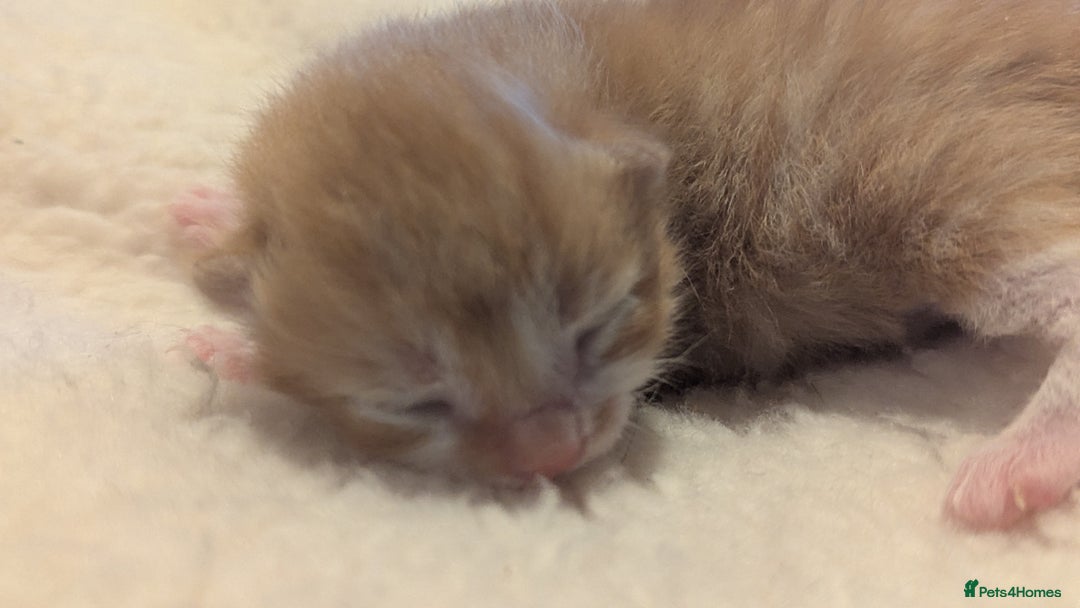 Mixed Breed cats for sale: Beautiful litter of kittens - Image 10