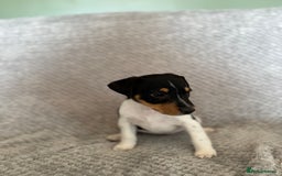 Jack Russell dogs for sale: Stunning tri coloured Jack Russel girl available  - Image 8