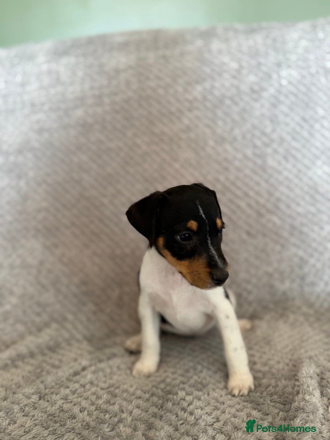 Jack Russell dogs for sale: Stunning tri coloured Jack Russel girl available  - Image 8