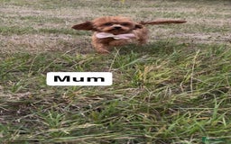 Cavapoo dogs for sale: STANLEY 🎀 - Image 17