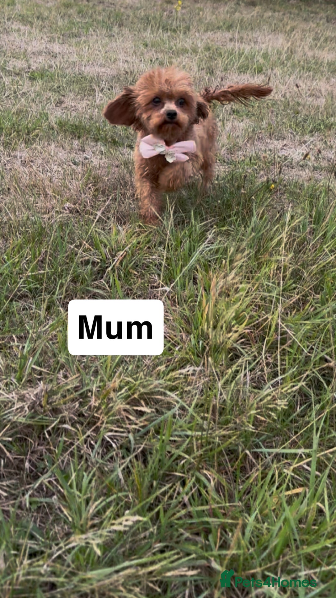 Cavapoo dogs for sale: STANLEY 🎀 - Image 17