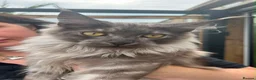 Maine Coon cats for sale: Smoke kitten 5 months old - Advert 29