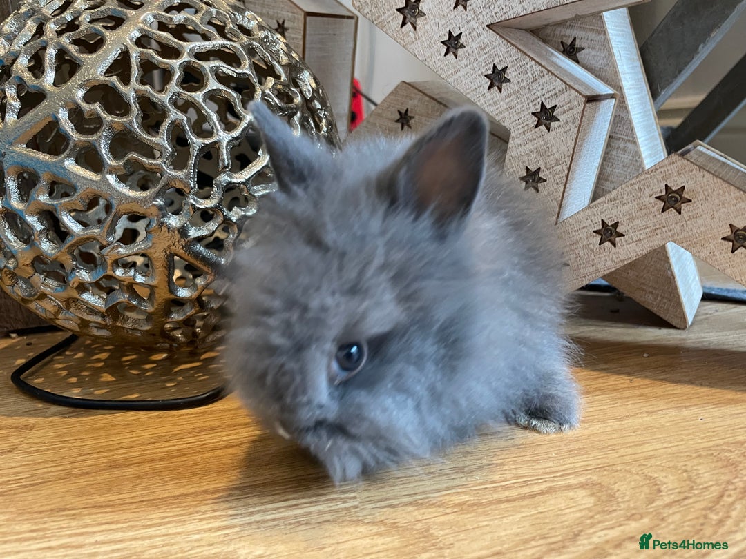 Lionhead rabbits for sale: 2 double mane lion heads  for sale  - Image 9
