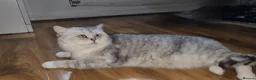 British Shorthair cats for sale: Blue eyed Golden British Shorthair female & male - Advert 5